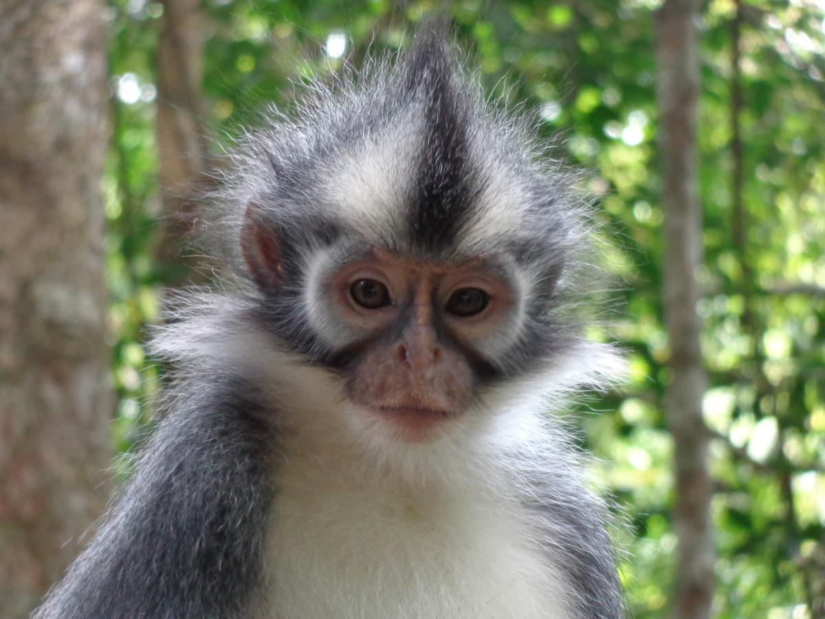 Villa Paradise Bukit Lawang Εξωτερικό φωτογραφία