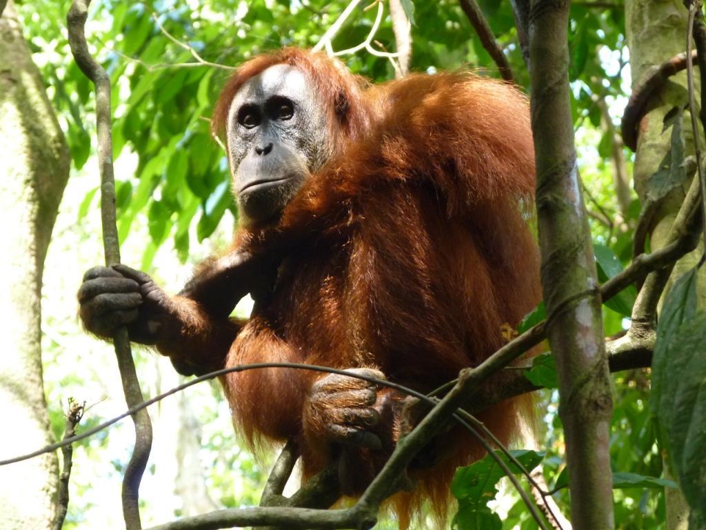 Villa Paradise Bukit Lawang Εξωτερικό φωτογραφία