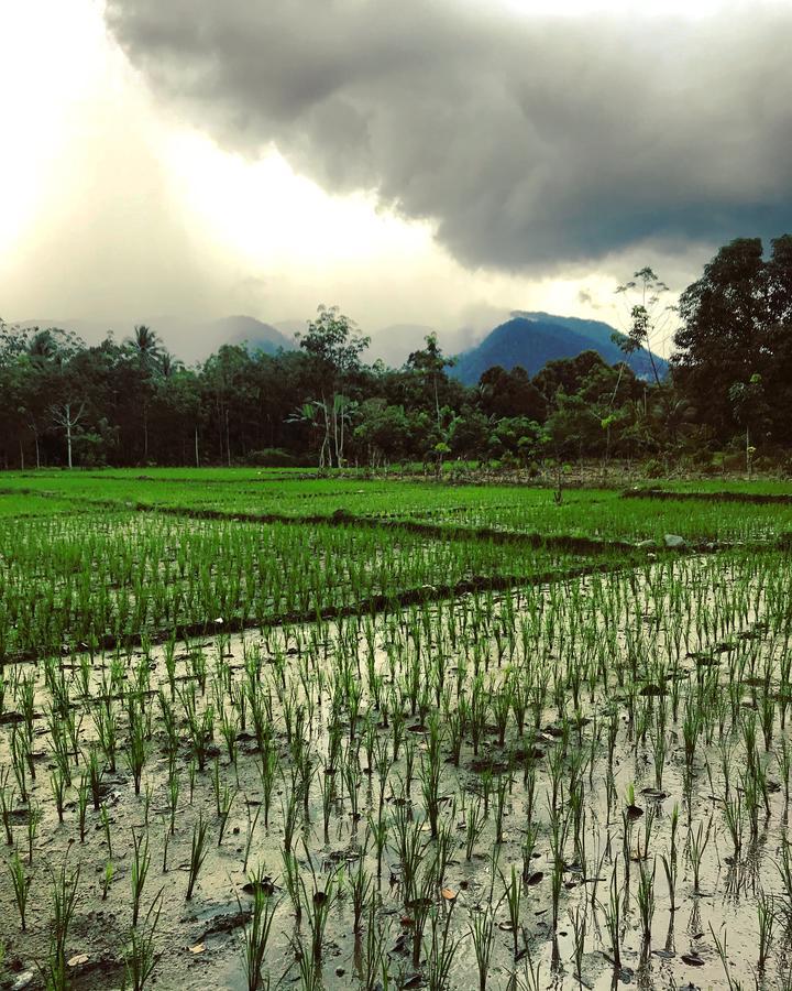 Villa Paradise Bukit Lawang Εξωτερικό φωτογραφία